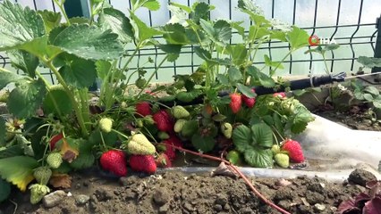 Öğretmenler, Okul Bahçesinde Oluşturulan Serada Ekim Yapmaya Başladı