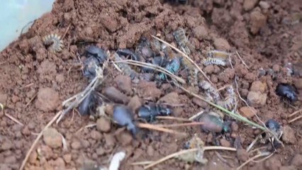 Ora News - Hidhet në Llogara sasia e parë i insektit për të luftuar procesionaren