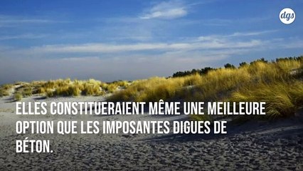 Les collines végétales pourraient offrir une protection écologique et efficaces contre les tsunamis