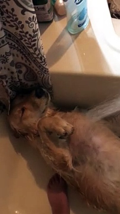 Doggy Makes the Most of Massage Shower Head