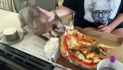 Kitty Pounces on Pizza and Won't Let Go