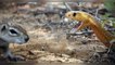 Squirrel Battles Cobra to Protect Her Babies | Kruger Sightings