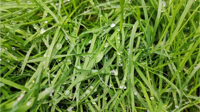 Vos Questions Jardin: des petites bêtes creusent des trous dans mon gazon