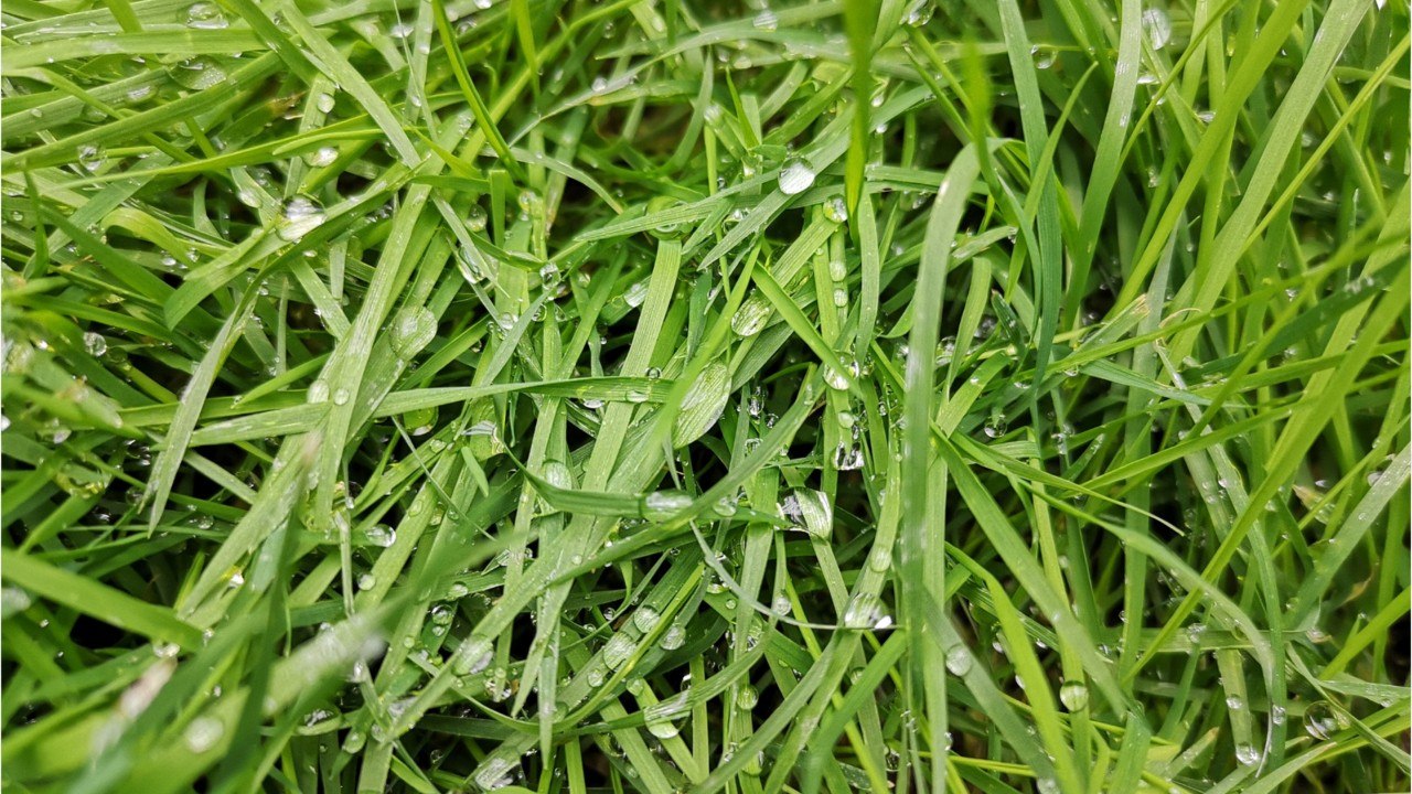 Vos Questions Jardin: des petites bêtes creusent des trous dans mon gazon