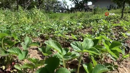 - Pazara inen çilek 1 saatte tükendi- Kdz. Ereğli'de yerli çilek ilk meyvesini verdi