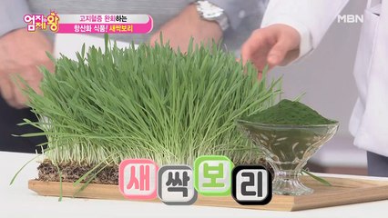 고지혈증 완화하는 항산화 식품! [새싹보리]