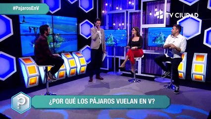 Pájaros en V y abejas