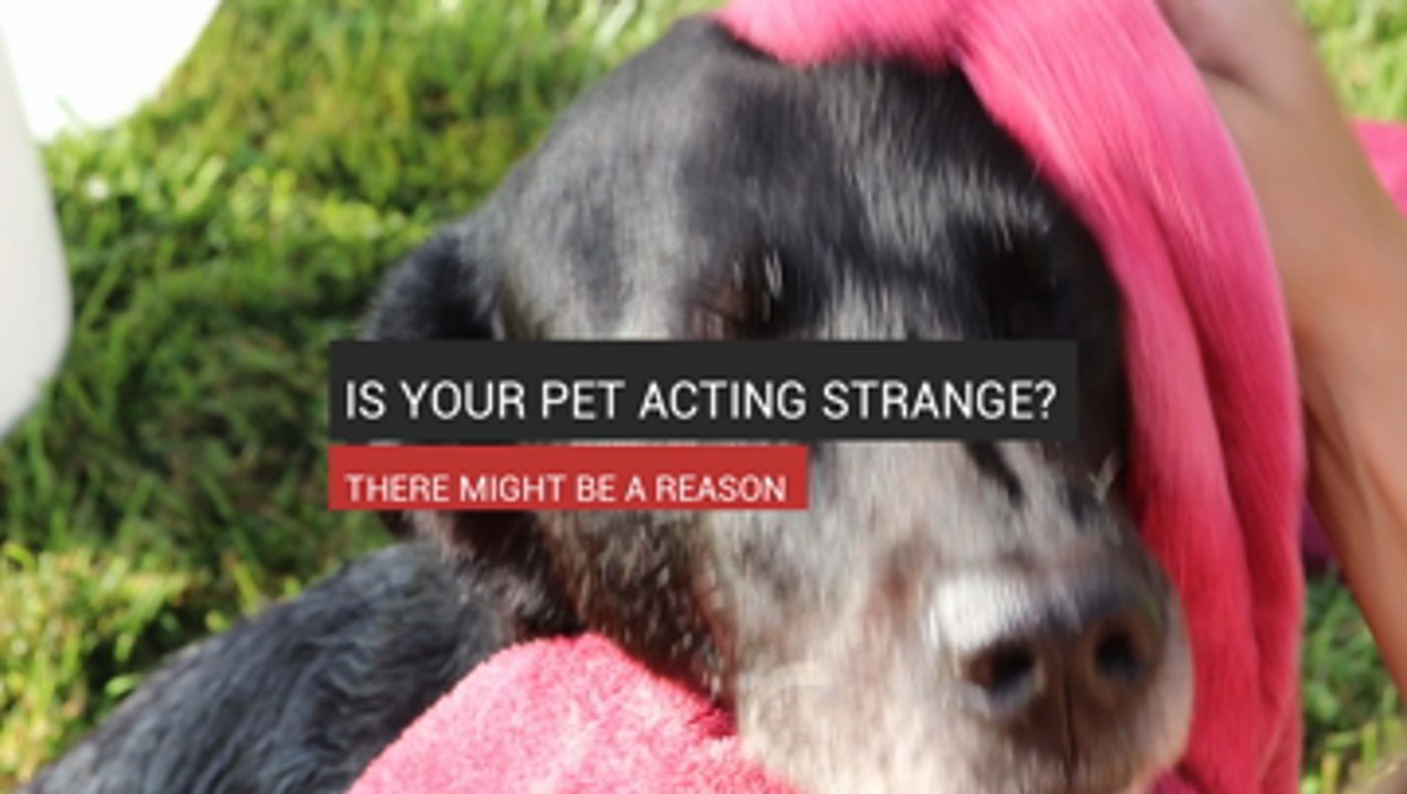 Is Your Pet Acting Strange? video Dailymotion