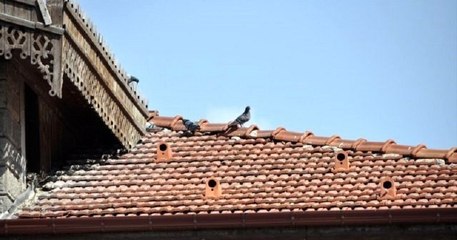 En Turquie, des « tuiles-nids » ont été installées sur les toits pour loger et protéger les oiseaux