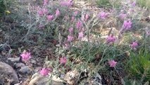 Yabani dağ korunga bitkisi hakkında bilgiler