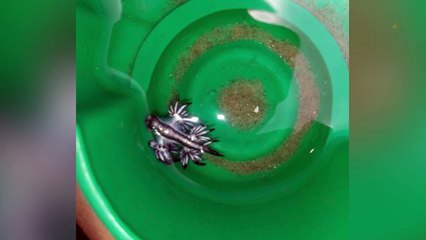Les dragons bleus s'échouent sur les plages : attention à ces animaux magnifiques