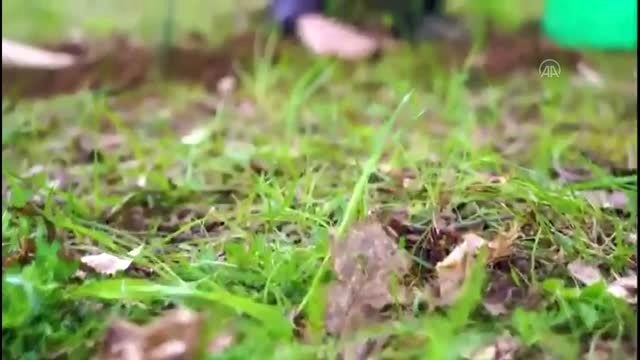 Sağlık çalışanları için 7 bin 437 fidan dikildi