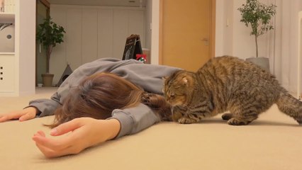 Gatos Vs Muertes Falsas