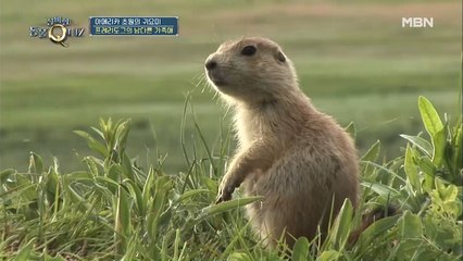 ▷귀염뽀짝◁ 프레리도그가 가족을 확인하는 방법은?