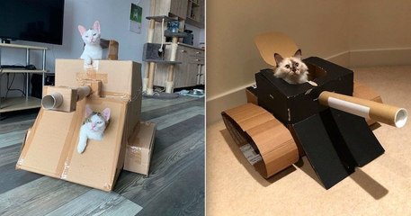 #CatTank, le défi spécial confinement qui consiste à fabriquer des tanks en carton pour ses... chats