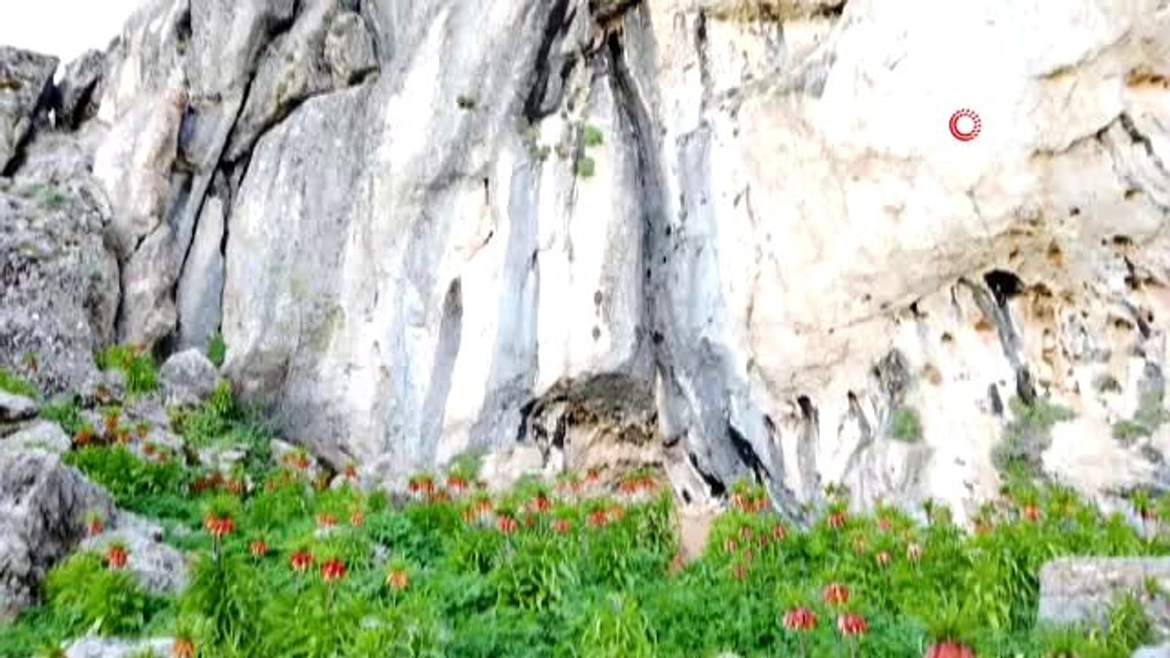 'Ağlayan gelin' olarak bilinen ters laleler, çiçek açarak görsel şölen sundu