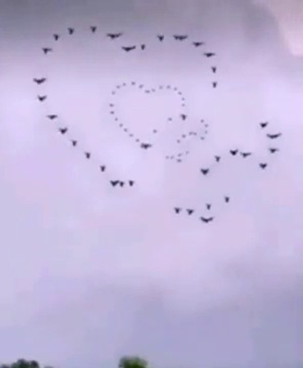 Lovly_birds,
