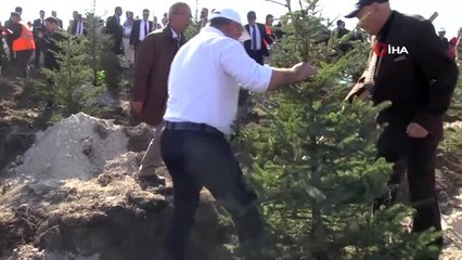 Guinness ormanına dikilen fidanlar büyüyor