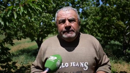 Fermerët në vështirësi/ Në fshatin e qershive në Korçë punohet shumë më pak
