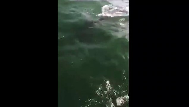 Pod of dolphins spotted in Eastbourne