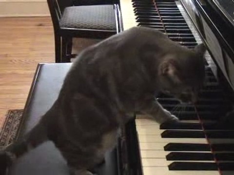 NORA Practice Makes Purr-fect - Check the sequel too.