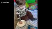Canadian baby tricks German shepherd by 'feeding' him air treats