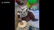 Canadian baby tricks German shepherd by 'feeding' him air treats