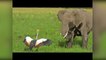 Brave Bird Chases Elephants from Nest | Kruger Sightings