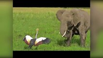 Brave Bird Chases Elephants from Nest | Kruger Sightings