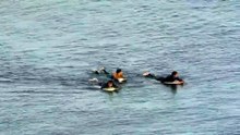 Surfista é atacado por tubarão, dá socos no animal e consegue escapar