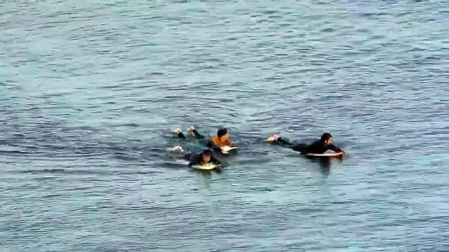 Surfista é atacado por tubarão, dá socos no animal e consegue escapar