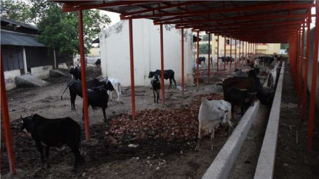 Agra: 8 Cows Die At Shelter Home, Many Hospitalised, Probe Ordered