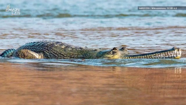 Identifying the Gender of Dinosaurs is Harder Than We Thought, Scientists Say