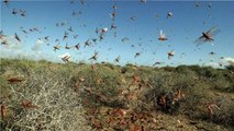 Locust Attack Causing Crop Damage In Rajasthan: Ground Report