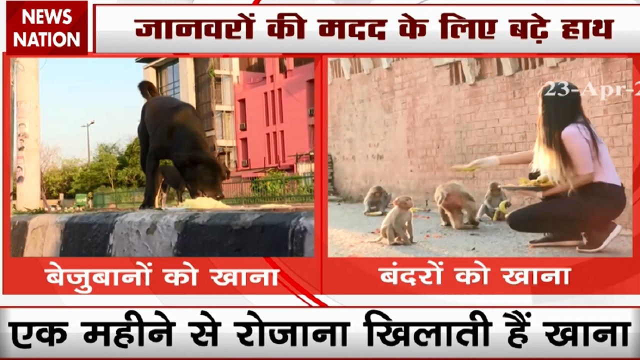 Animals are crying for Food In lockdown, come forward to help them