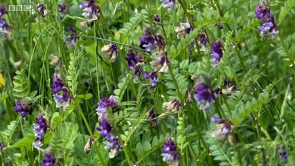 Escape to the Country - 11 May 2020 - Wales