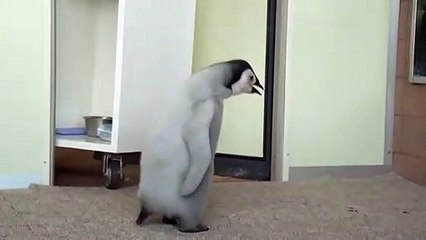 Tentative d'évasion d'un bébé manchot