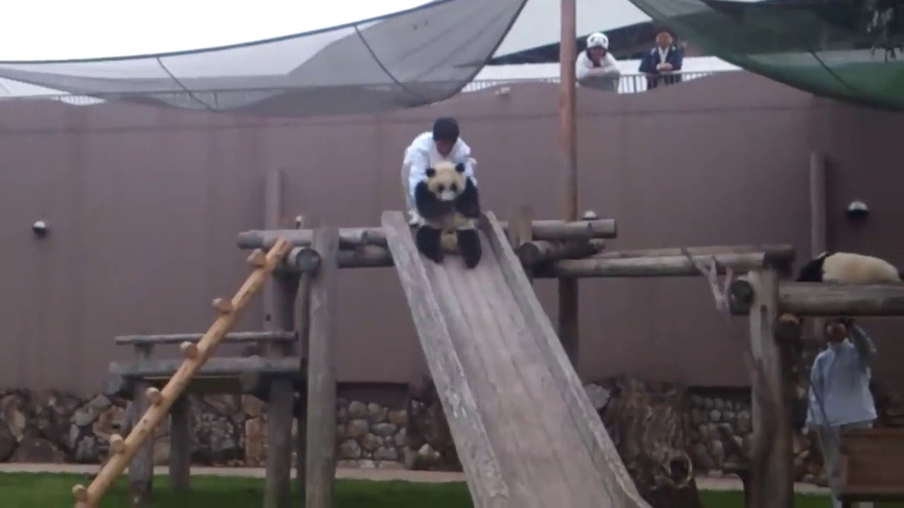 Ces soigneurs de zoo font faire du toboggan aux pandas