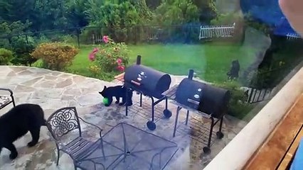 Il reçoit la visite d'une famille d'ours