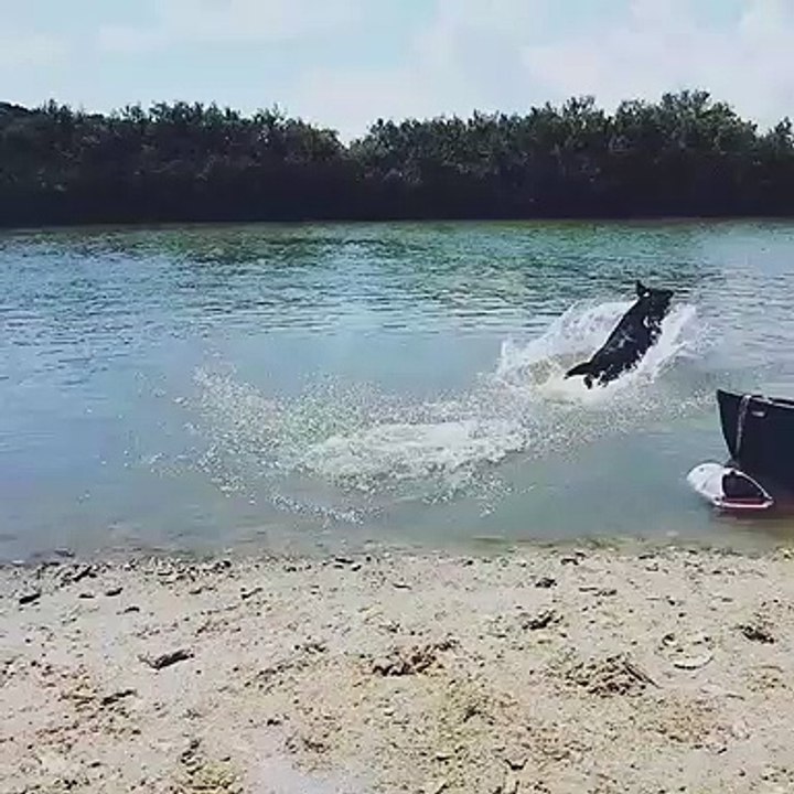 Ce chien saute à l'eau pour aller voir un crocodile