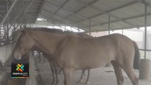 tn7-seis-caballos-inmunizados-clodomiro-picado-120520