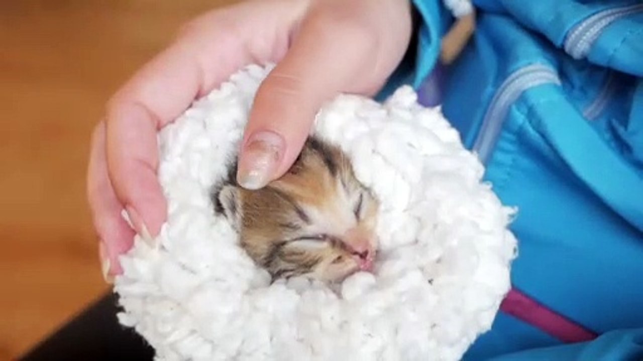 Newborn Kittens