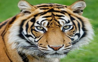 WORLD TIGER DAY: Schools organise programs to raise tiger conservation awareness