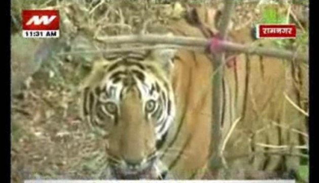 Bharat Ek Khoj: A place where elephants, tigers are neighbors