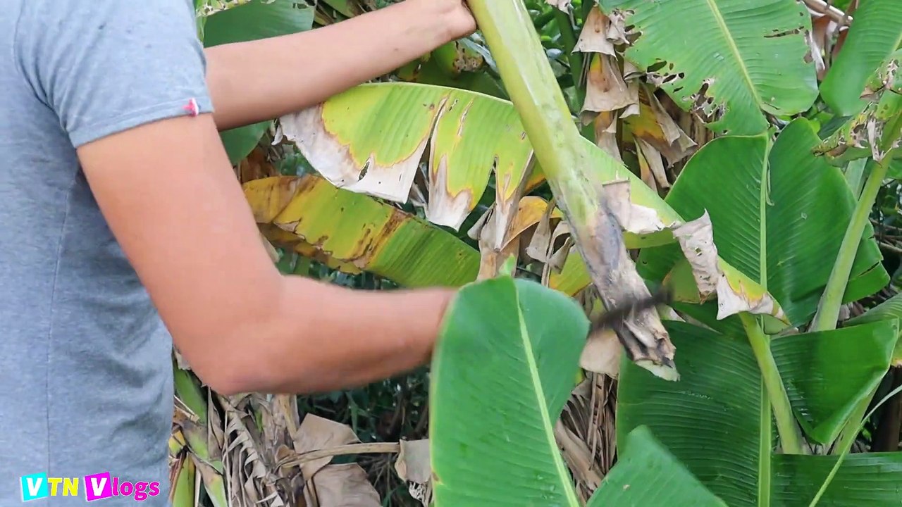Thử Ăn Lõi Chuối Non Chấm Muối Ớt Siêu Cay Sẽ NTN