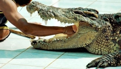 Scary! Man plays with dangerous crocodile
