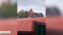 Meanwhile, Pigeons Are Having A Party