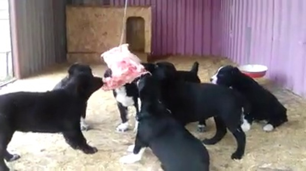 ALABAY COBAN KOPEGi YAVRULARINA ET ZiYAFETi - ALABAi PUPPiES MEAT WEAK