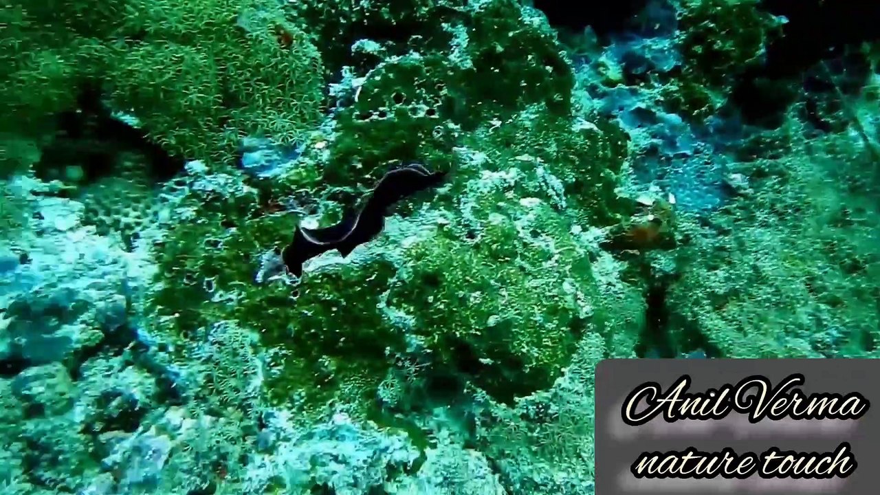 Underwater nature videos/underwater nature/Nature touch/underwater nature documentary/पानी में जीवन//अनिल वर्मा।..4..