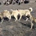 KANGAL KOPEKLERi ve COBAN KOPEKLERi - KANGAL DOGS SHEPHERD DOGS